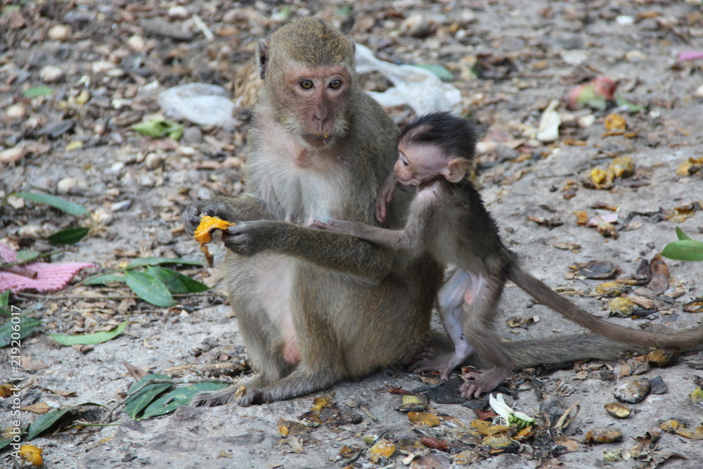Fototapeta premium monkey with cub