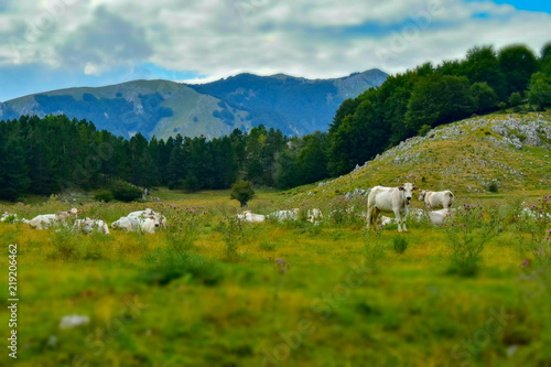 white cows in the mountains