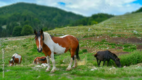 white and brown horse in the mountain