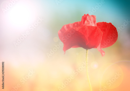 Field of poppies on a sunset