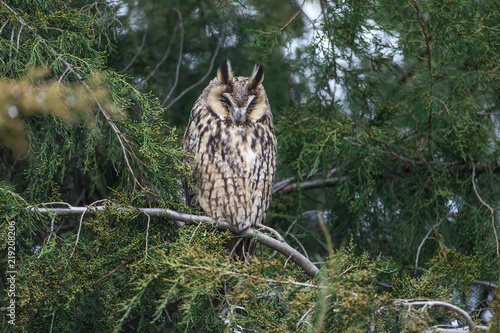 The long-eared owl sitting on a conifer tree