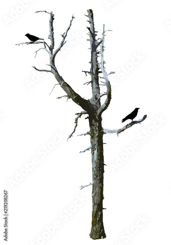 Realistic bare scary tree vector with birds.
