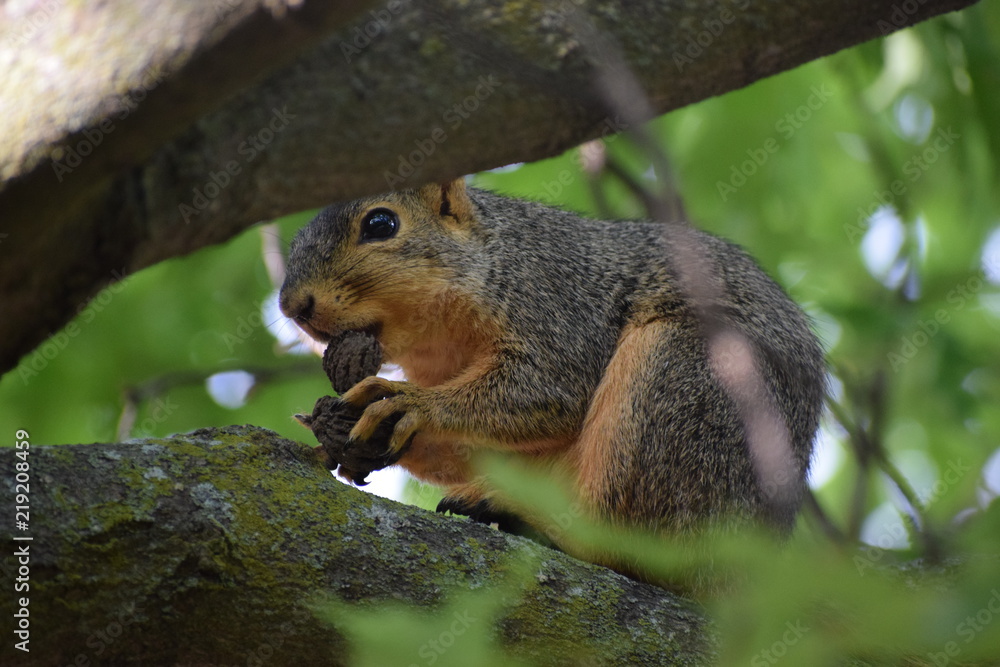 A fox squirrel ( Sciurus niger) eating nuts on a maple tree A fox squirrel ( Sciurus niger) eating nuts on a maple tree