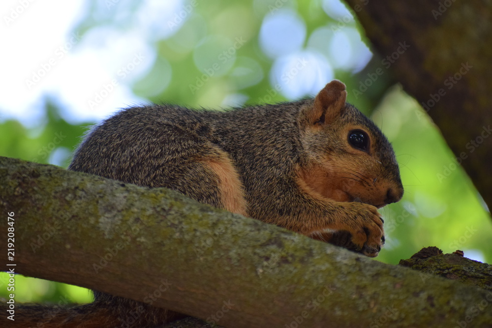 A fox squirrel ( Sciurus niger) eating nuts on a maple tree A fox squirrel ( Sciurus niger) eating nuts on a maple tree