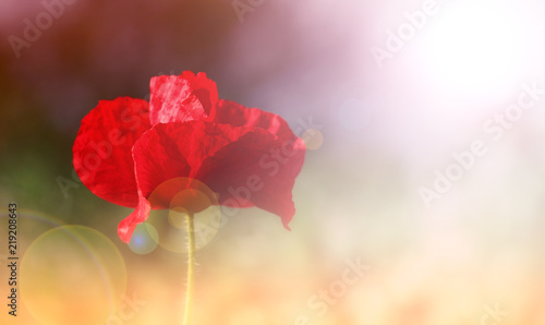 Field of poppies on a sunset