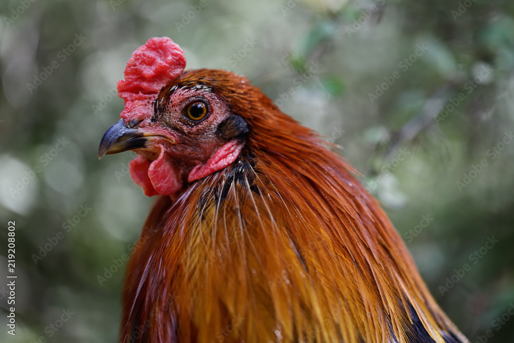 Portrait of adult rooster on green background