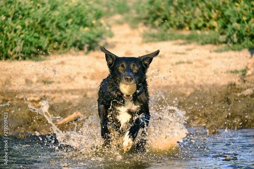 Dog running through pond water outdoors
