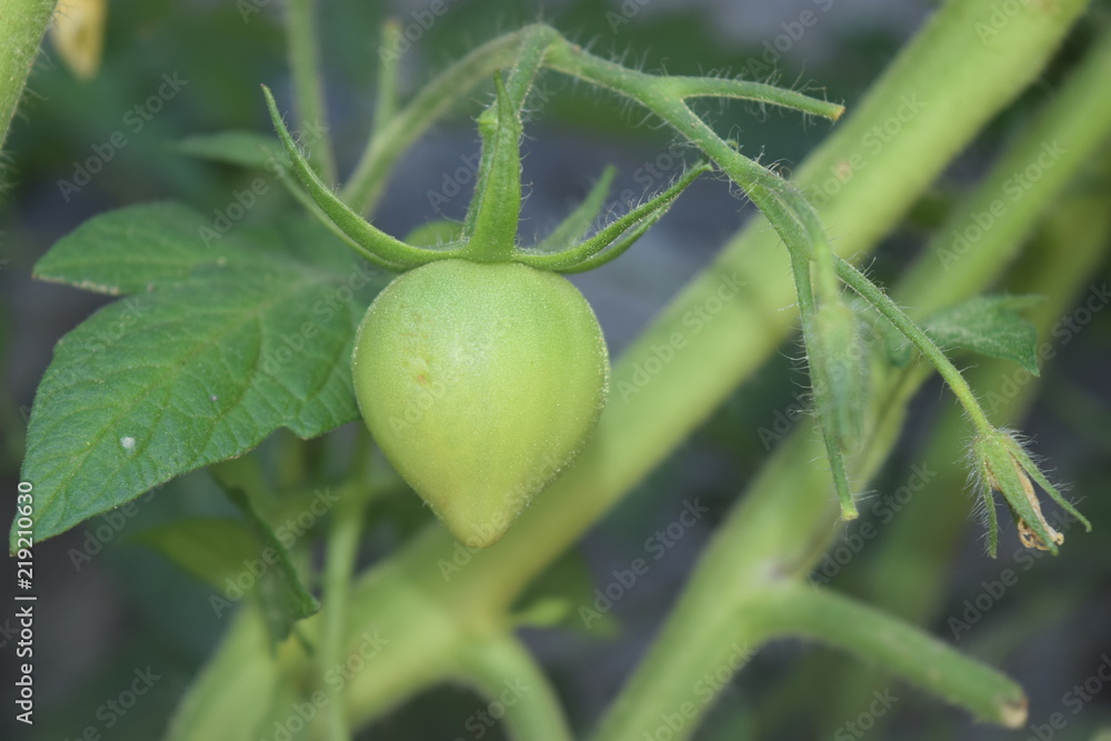 Fototapeta premium Tomate en Crecimiento