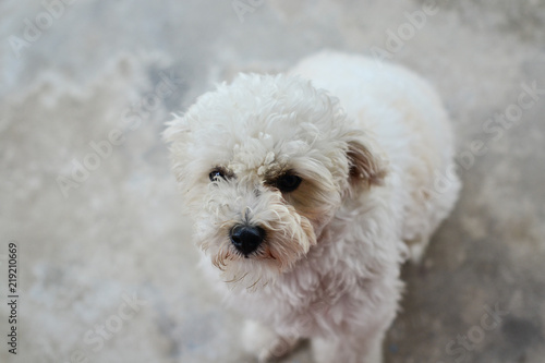 white puppy hairy posing © paymphoto