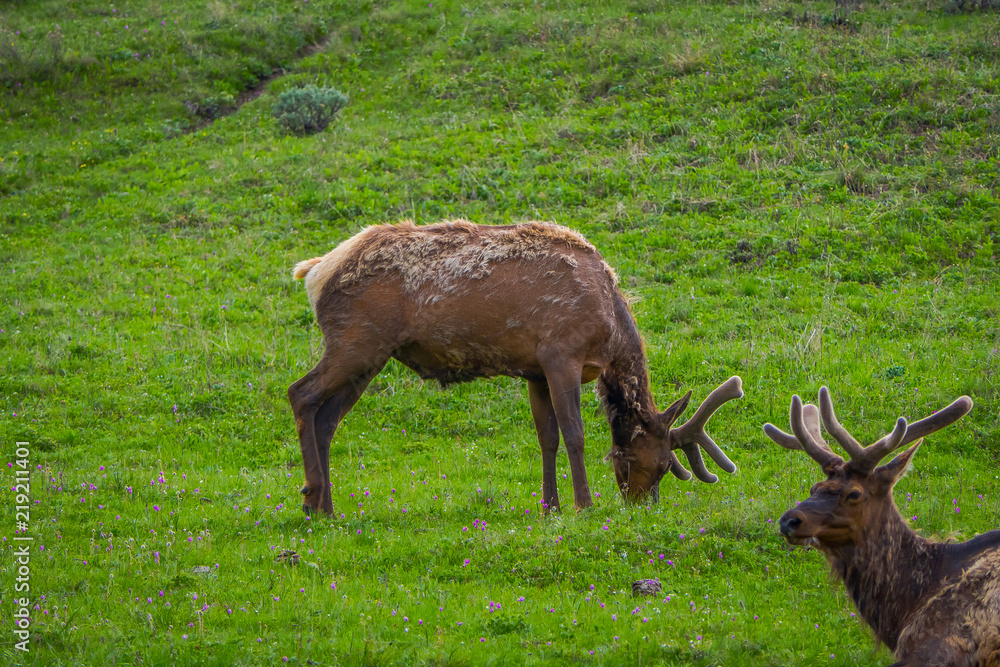 Outdoor view of elk with velvety antlers resting in a meadow Outdoor view of elk with velvety antlers resting in a meadow