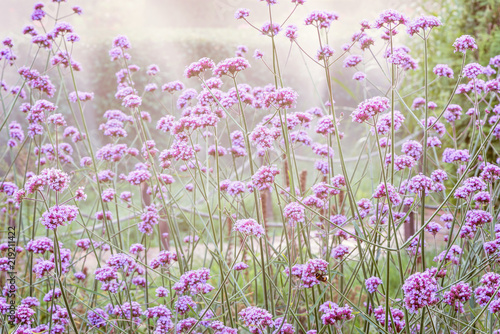Fototapeta Naklejka Na Ścianę i Meble -  Violet flowers on the meadow.
