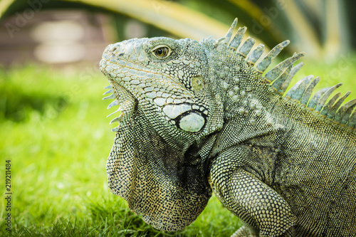 Close up of traditional animals in Guayaquil parks  the Iguana. This one is at Parque de las Iguanas