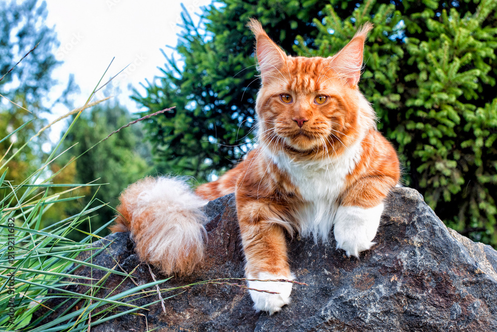 A huge red and white maine coon cat lying on the big rock in the forest on a sunny day. A huge red and white maine coon cat lying on the big rock in the forest on a sunny day.