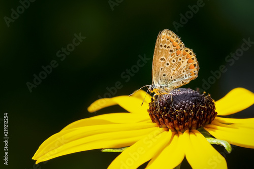 Common blue butterfly on a rudbeckia © Luc Pouliot