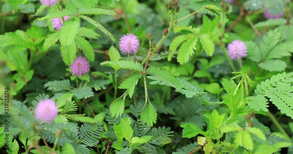 Mimosa plants and flowers in summer after rain Mimosa plants and flowers in summer after rain