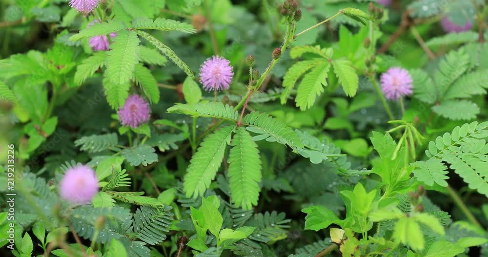 Mimosa plants and flowers in summer after rain Mimosa plants and flowers in summer after rain