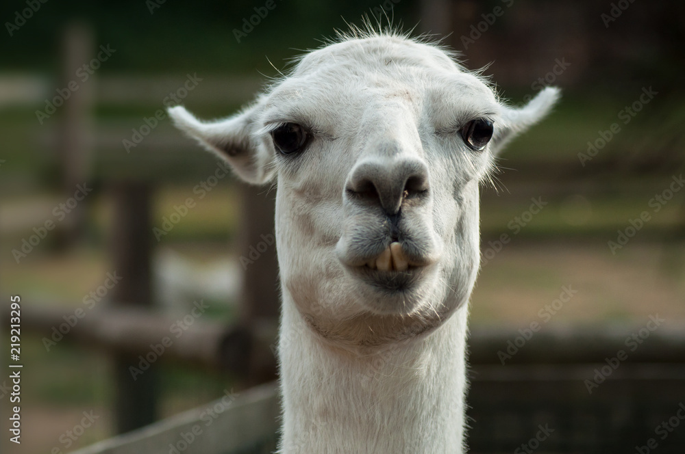 closeup of funny portrait of lama in a farm