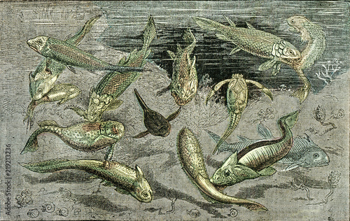 The struggle for existence in Devonian times, vintage engraving. photo