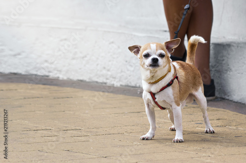 Fototapeta Naklejka Na Ścianę i Meble -  Little dog on a walk around the city with a leash