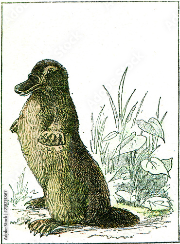 Ornithorynque paradoxical, vintage engraving. photo