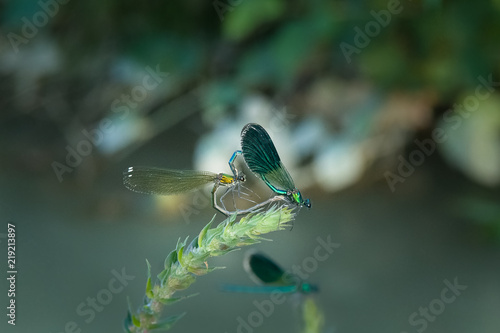 dragonflies love heart