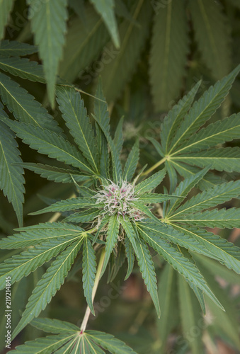 Close-up of cannabis growing outdoors photo