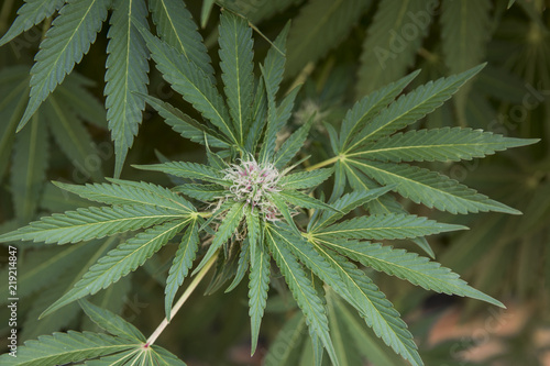 Close-up of cannabis growing outdoors photo