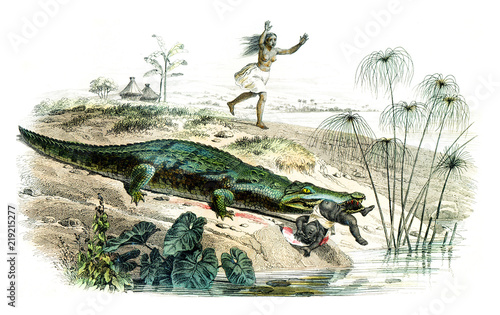 The crocodile, vintage engraving.