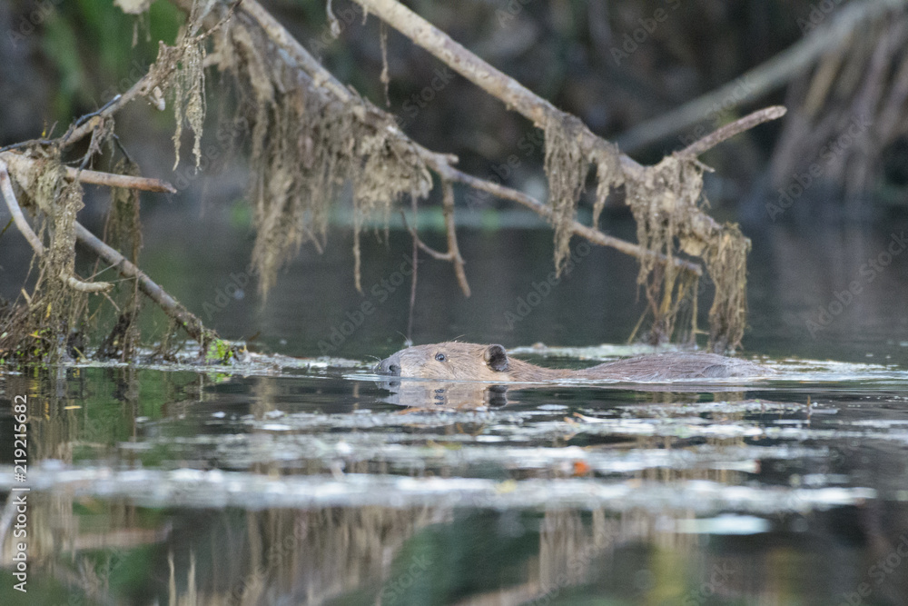 Beaver swimming in water Beaver swimming in water