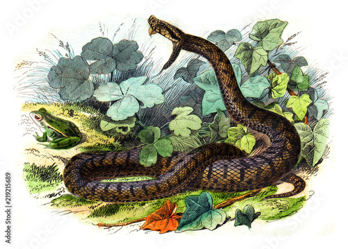 The common viper, vintage engraving. photo