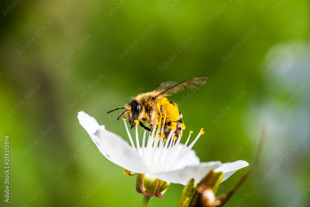 A hard working European honey bee pollinating a flowers in a spring A hard working European honey bee pollinating a flowers in a spring