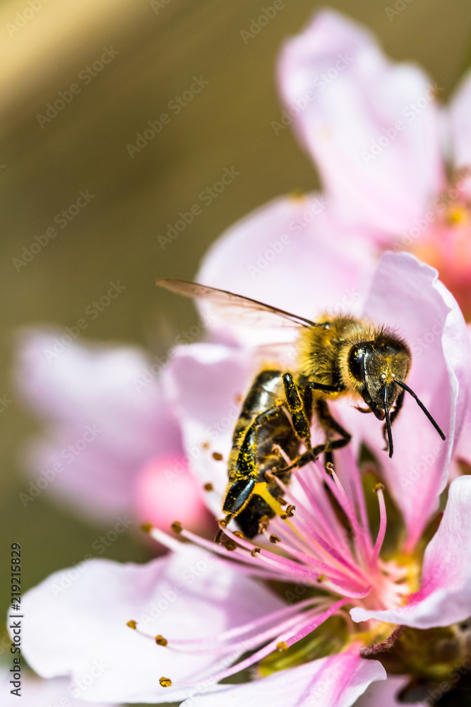 A hard working European honey bee pollinating a ping flower in a A hard working European honey bee pollinating a ping flower in a
