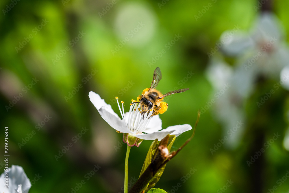 A hard working European honey bee pollinating a flowers in a spring A hard working European honey bee pollinating a flowers in a spring