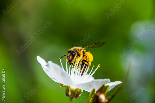A hard working European honey bee pollinating a flowers in a spring © Jan Rozehnal