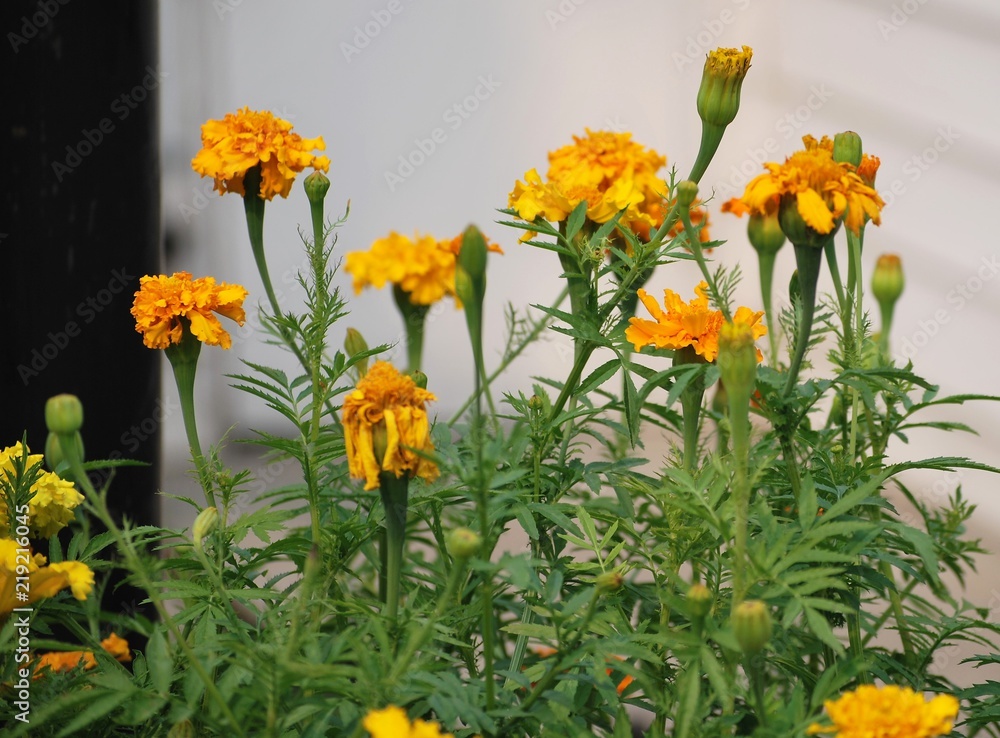 Obraz premium Marigolds