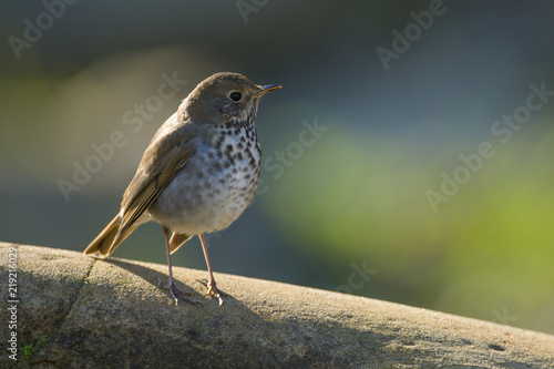 Tiny wild sparrow on stone