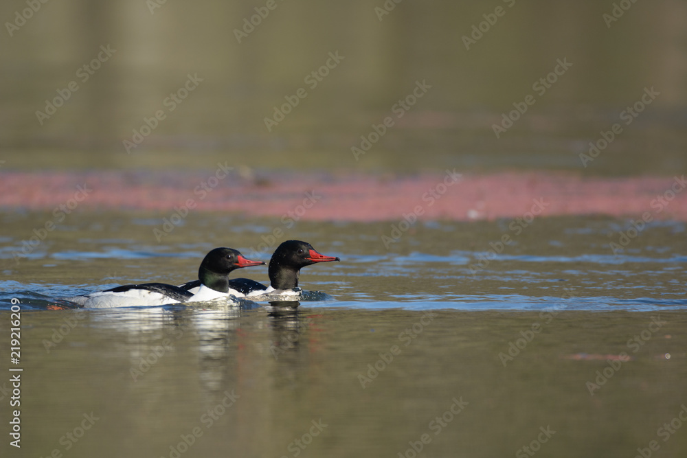 European oyster catchers floating on water European oyster catchers floating on water