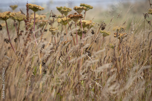 Coastal Plants and Dried Grasses of the Pacific Northwest and Central Oregon photo