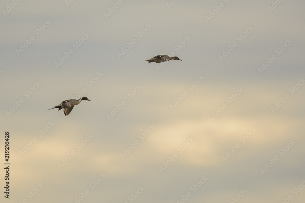Soaring ducks in sky