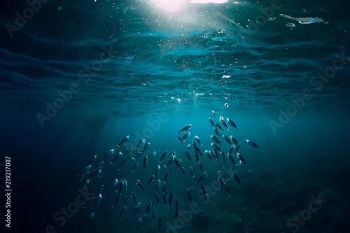 Obraz Podwodny świat ze szkolnymi rybami pływa nad rafą koralową i światłem słonecznym