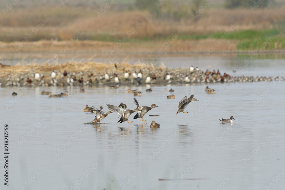Dabbling wild ducks in pond water Dabbling wild ducks in pond water