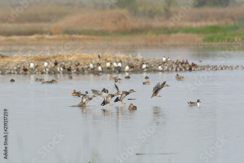 Dabbling wild ducks in pond water