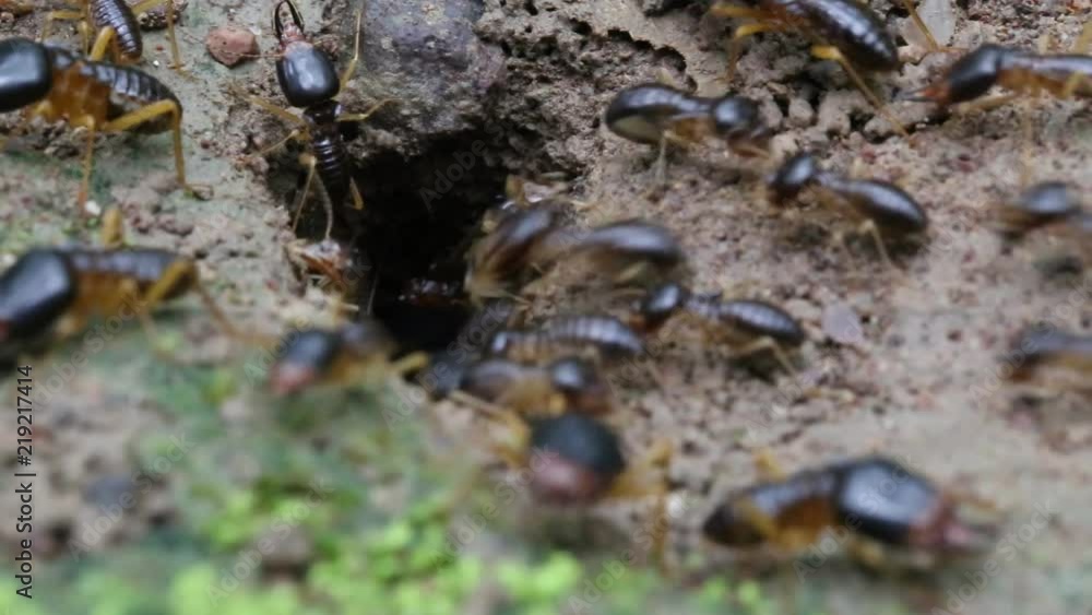 Termite soldier, Soldier Termites eat wood of tree , Animals, wildlife in forest on ground back to the nest Termite soldier, Soldier Termites eat wood of tree , Animals, wildlife in forest on ground back to the nest