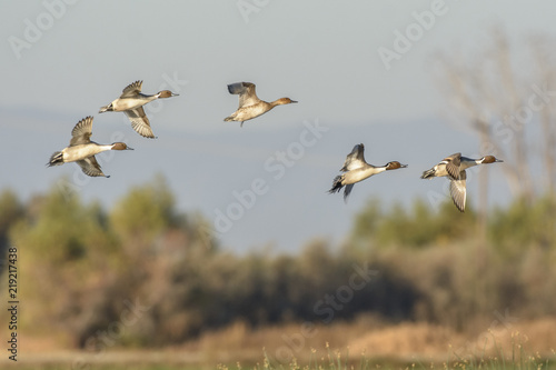 Wild ducks in flock flying above ground