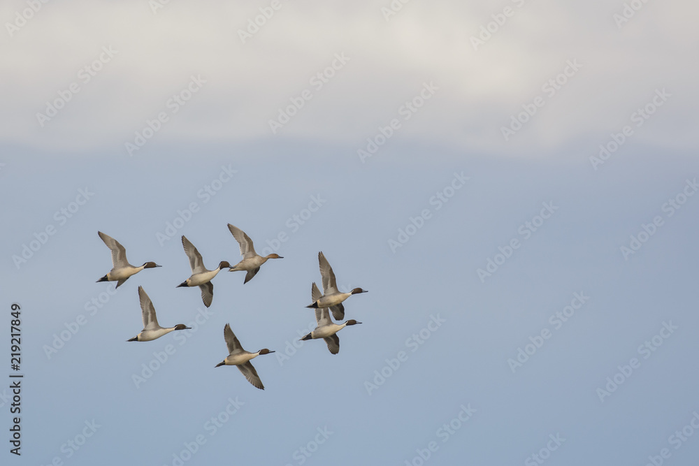 Wild pintail ducks in flock