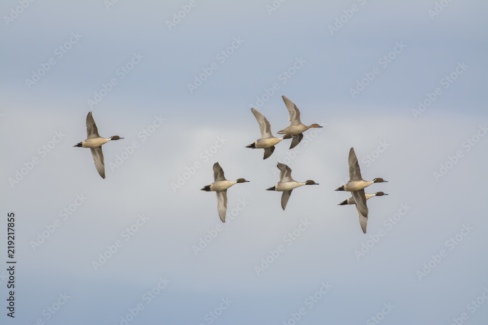 Gray pintail ducks in flock