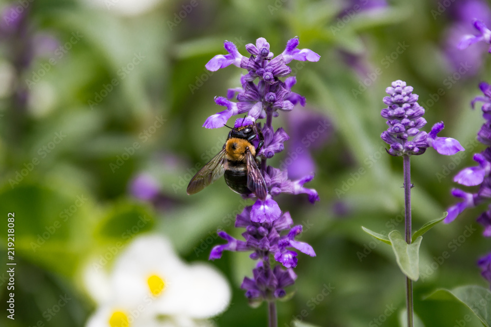 Bumblebee Collecting Pollen from a Lilac Bumblebee Collecting Pollen from a Lilac