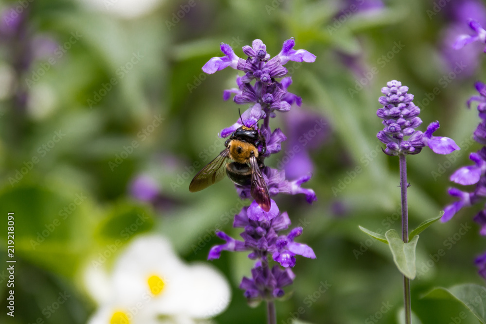 Bumblebee Collecting Pollen from a Lilac Bumblebee Collecting Pollen from a Lilac