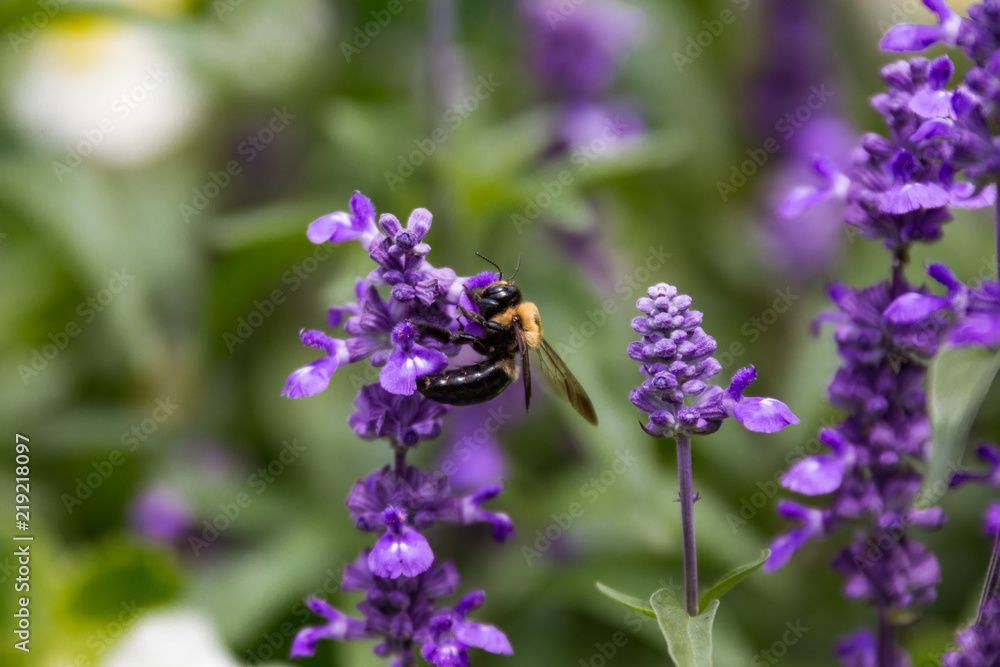 Bumblebee Collecting Pollen from a Lilac Bumblebee Collecting Pollen from a Lilac