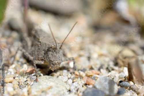Gray grasshopper on rocks © MikeFusaro